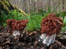 Jarní houby