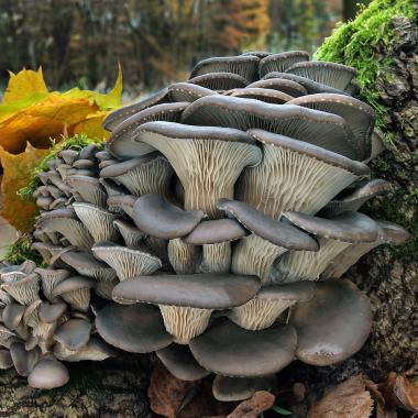 Zdravotně prospěšné houby v našich lesích