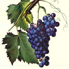 Vinobraní 2022